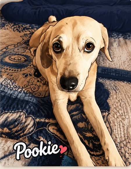 Illustration of Pookie, the Kimbodo mascot dog